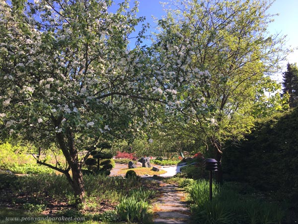 Apple and cherry trees blossoming.