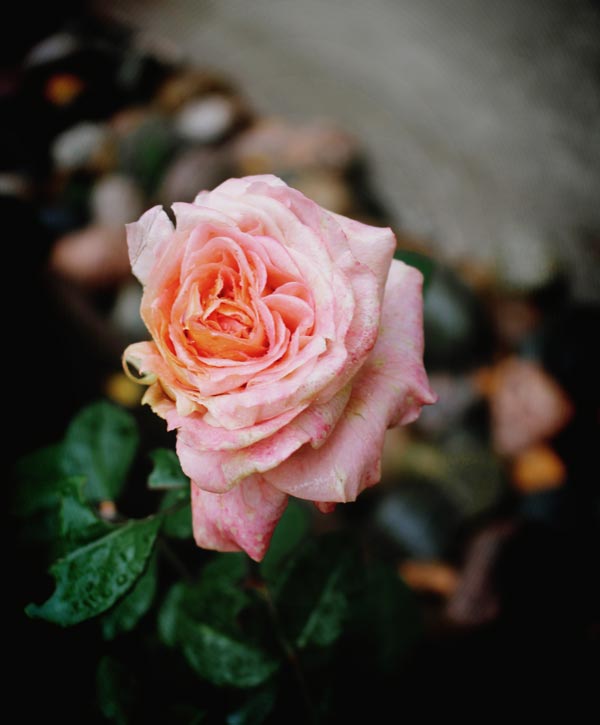 Autumn rose.