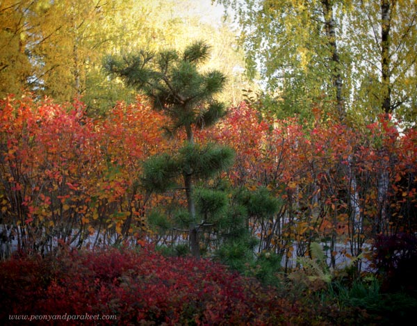 Monkaburi in the fall
