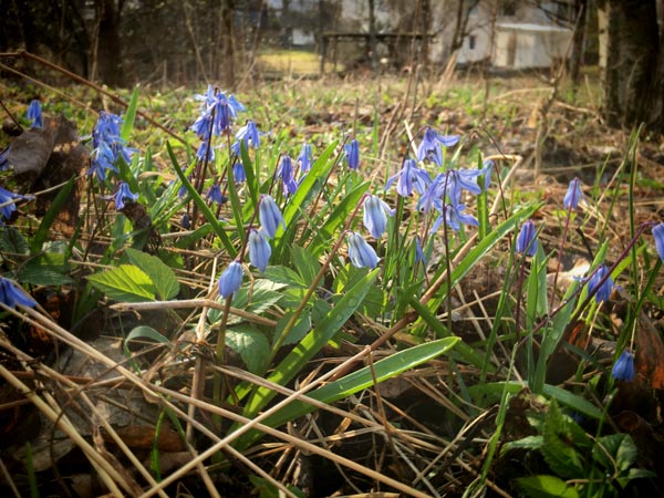 Spring flowers