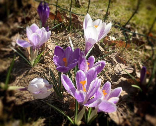 Spring crocuses