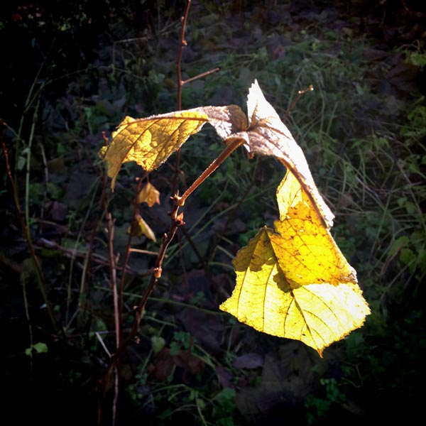 The sun hits a leaf and makes it golden.