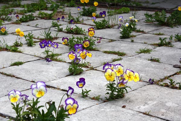 Pansies give a beautiful surprise.