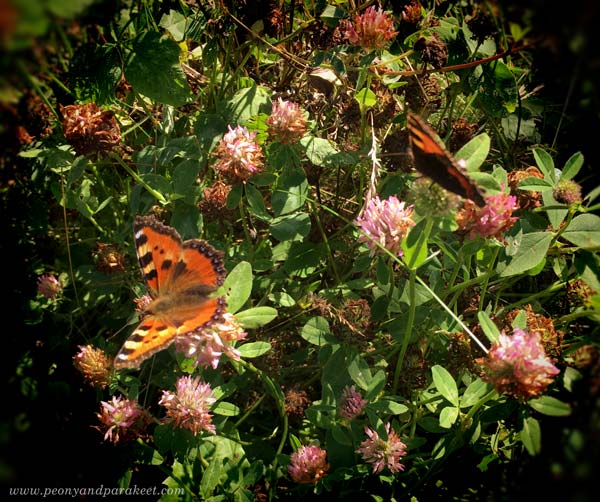 Exploring nature's richness. Butterflies flying on a meadow.