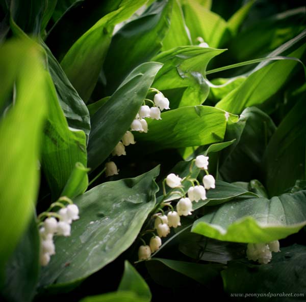 Lily of the valley. These flowers have a strong spirit.