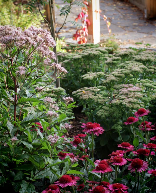 Garden perennials. End of summer in the garden.