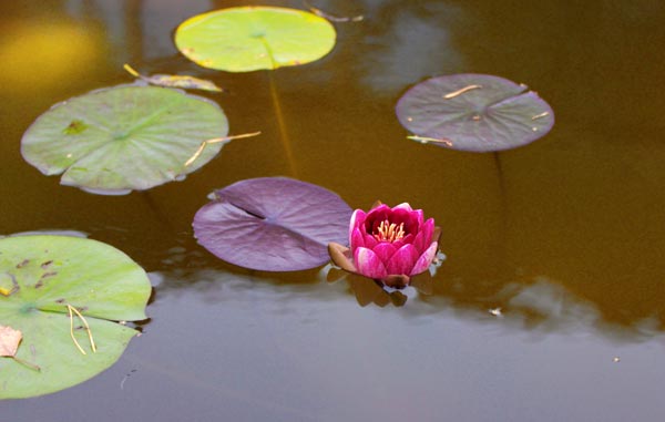 Lily of the pond. A photograph by Paivi Eerola.