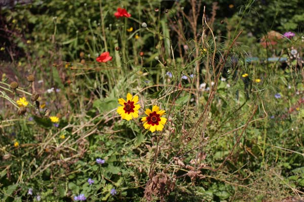 Meadow blooms in August.