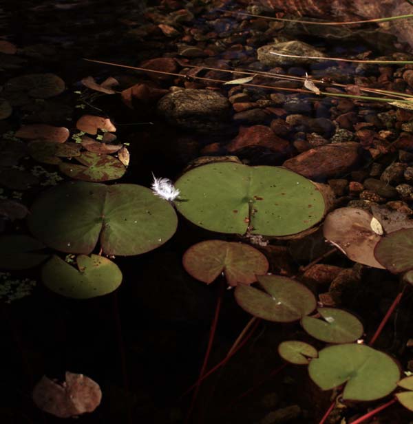 Bird feather on a pond.