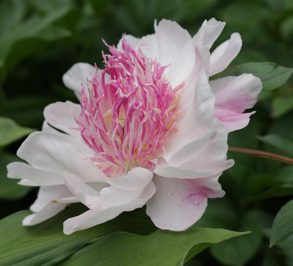Do Tell peony