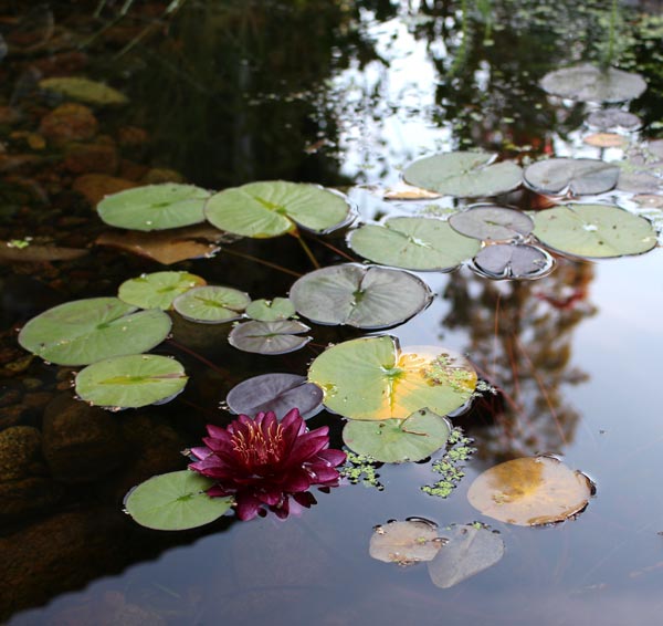 Flower in the pond, a photo that combines abstract and realistic.