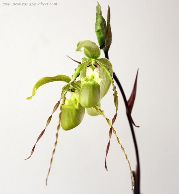 Phragmipedium longifolium orchid blooms