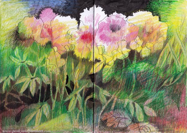 Dramatic peonies with colored pencils and black pens. By Päivi Eerola of Peony and Parakeet.