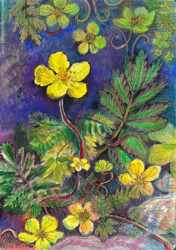 Botanical drawing by the artist Paivi Eerola, Finland