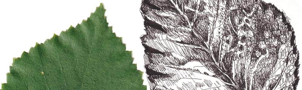 Drawing a leaf